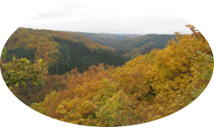 Wald1