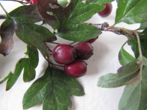 weißdornbeeren